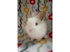 Adopt Marky David a White Lionhead (long coat) rabbit in Williston