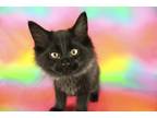 Adopt Meowk Ruffalo a All Black Domestic Mediumhair / Mixed (long coat) cat in