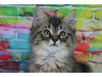 Adopt Deep Fried Clyde a Brown Tabby Domestic Mediumhair / Mixed (long coat) cat