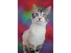 Adopt Princess a Siamese / Mixed cat in Petersburg, TN (41550985)