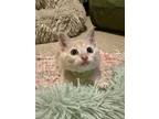 Adopt Legally Blonde : Vivian a Domestic Shorthair (short coat) cat in Aurora