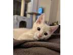 Adopt Legally Blonde : Emmett a Domestic Shorthair (short coat) cat in Aurora