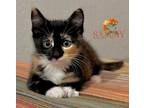Adopt Sammy a Calico or Dilute Calico Domestic Shorthair / Mixed (long coat) cat