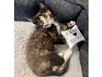 Adopt Bobbi a Calico or Dilute Calico Calico / Mixed (long coat) cat in Fort