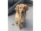 Adopt Graham a Tan/Yellow/Fawn Golden Retriever dog in San Diego, CA (41550941)