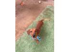Adopt Richard a Brown/Chocolate Dachshund / Mixed dog in San Diego