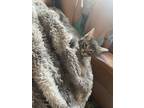 Adopt Jayfeather a Spotted Tabby/Leopard Spotted Domestic Shorthair cat in