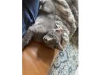 Adopt Greystripe a Gray or Blue Domestic Shorthair cat in Lafayette