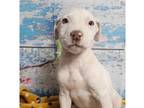 Adopt Elsa ***RESCUE CENTER*** a White - with Tan, Yellow or Fawn Labrador