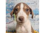 Adopt Ellen ***RESCUE CENTER*** a Labrador Retriever / Great Dane dog in
