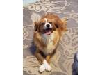 Adopt Mollie a Brown/Chocolate - with White Cavalier King Charles Spaniel /