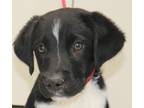 Adopt abbott a Labrador Retriever dog in Palatine, IL (41550886)