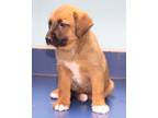 Adopt Lacey a Labrador Retriever dog in Palatine, IL (41550885)