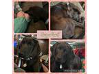 Adopt Sugarland a Bloodhound / Labrador Retriever dog in Amherst, NY (41550882)