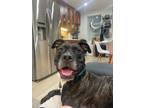Adopt Sonyx a Brindle Mixed Breed (Medium) / Mixed dog in New York
