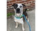 Adopt Cash a Black - with White Mixed Breed (Medium) / Mixed dog in New York