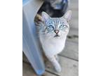 Adopt Zoolander a Siamese (short coat) cat in Ocala, FL (41501857)
