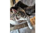 Adopt 3 kittens number 4 a Gray or Blue (Mostly) Domestic Shorthair (short coat)