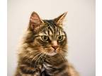 Adopt Mellow a Brown Tabby Maine Coon (long coat) cat in Ocala, FL (41530244)