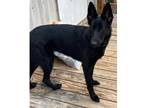 Adopt Nova a Black German Shepherd Dog / Mixed dog in Springfield, VA (41494711)