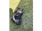 Adopt Tux a Black - with Gray or Silver Mutt / Border Collie / Mixed dog in