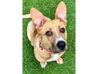 Adopt Amos a Carolina Dog / Cattle Dog dog in Atlanta, GA (41550842)