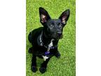Adopt Auggie a German Shepherd Dog dog in Atlanta, GA (41550841)