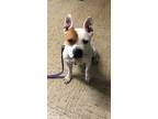 Adopt Marina a White - with Tan, Yellow or Fawn Pit Bull Terrier / Mixed Breed