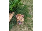 Adopt Beebe a Red/Golden/Orange/Chestnut Mixed Breed (Medium) / Mixed dog in