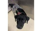 Adopt Navi a Black - with White Mixed Breed (Medium) / Mixed dog in Kalamazoo