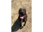 Adopt Roxanne (Stormy) a Black Mixed Breed (Medium) / Mixed dog in Kalamazoo