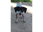 Adopt Nola a Black - with White Mixed Breed (Medium) / Mixed dog in Kalamazoo