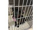 Adopt Neo a Brown/Chocolate - with White Mixed Breed (Medium) / Mixed dog in
