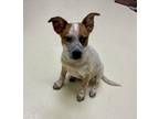 Adopt Pearl a Tan/Yellow/Fawn - with White Mixed Breed (Medium) / Mixed dog in