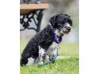 Adopt Merigold a Black - with White Mixed Breed (Medium) / Mixed dog in