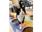 Adopt Scout a Black & White or Tuxedo Domestic Shorthair / Mixed (short coat)