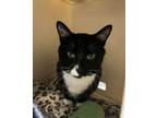 Adopt Ezra a Black & White or Tuxedo Domestic Shorthair / Mixed (short coat) cat