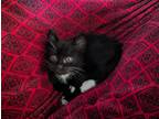 Adopt Fairlane a Black & White or Tuxedo Domestic Shorthair (short coat) cat in