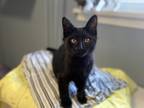 Adopt Dumpling a All Black Domestic Mediumhair (long coat) cat in East Norriton