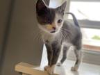 Adopt Pugsley a Gray or Blue (Mostly) Domestic Shorthair (short coat) cat in