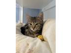 Adopt Shay a Brown Tabby Domestic Shorthair (short coat) cat in East Norriton