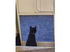 Adopt Gryphon a All Black American Shorthair / Mixed (short coat) cat in