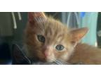 Adopt Scuffletown a Orange or Red Tabby Domestic Shorthair / Mixed (short coat)