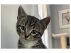 Adopt Maymont (May) a Brown Tabby Domestic Shorthair / Mixed (short coat) cat in