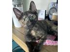 Adopt Libby Hill a All Black Domestic Shorthair / Mixed (short coat) cat in