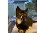 Adopt Forest Hill a Black & White or Tuxedo Domestic Shorthair / Mixed (short