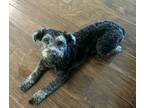Adopt Louie a Black - with White Miniature Schnauzer / Poodle (Miniature) dog in