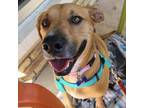 Adopt Sunshine a Brown/Chocolate Labrador Retriever dog in Orlando