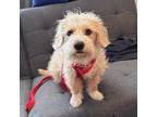 Adopt Camden a Tibetan Terrier dog in Orlando, FL (41530304)