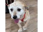 Adopt Angel a Terrier (Unknown Type, Medium) dog in Orlando, FL (41530301)